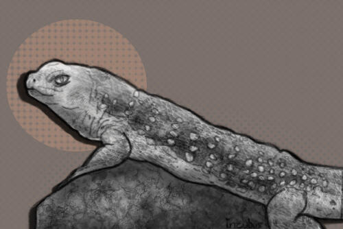 a sketch-style digital drawing in black and white of a desert iguana sitting on top of a rock, with a faded and slightly textured brown background.